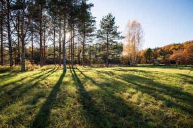 yaz güneşi rahatlama için yeşil orman parkı yaktı