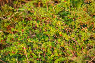 bulanıklık ile taze yeşil yaz bahar yaprakları dokulu arka plan 
