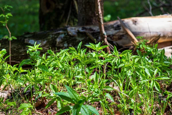 Foglie verdi fresche con sfondo sfocato al sole primaverile — Foto Stock