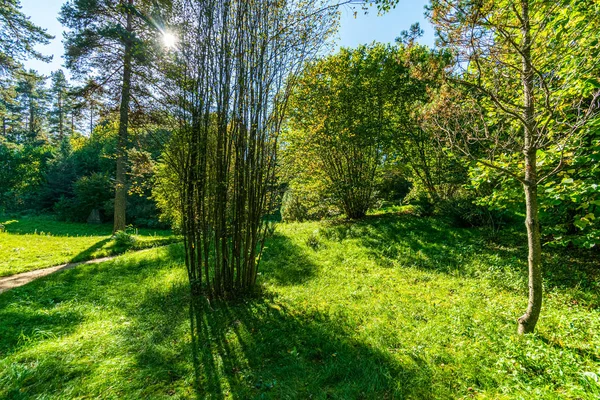 Verano sol iluminado verde bosque parque para la relajación —  Fotos de Stock