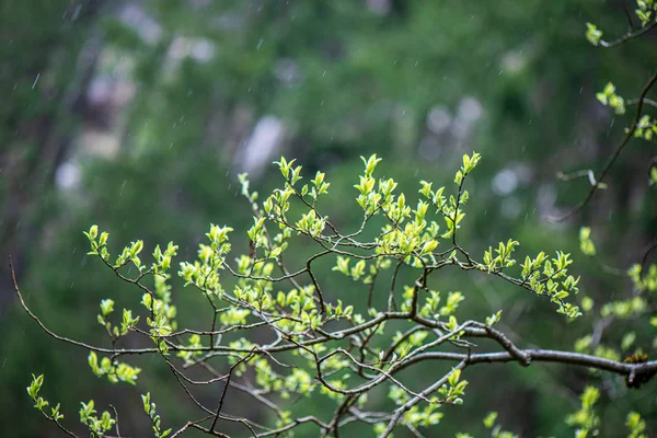 Bahar güneşinde bulanıklık arka plan ile taze yeşil yapraklar — Stok fotoğraf
