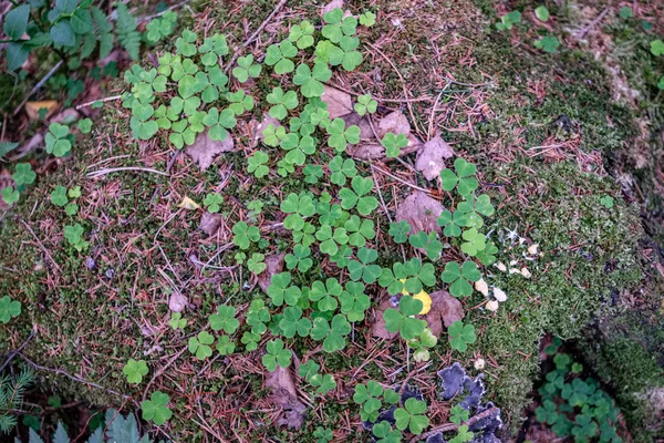 Fresco verde verão primavera folhagem texturizado fundo com borrão — Fotografia de Stock