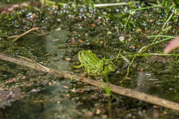 Letonya yeşil kurbağasu yüzeyinde bir gölde güneşte istirahat. Pe — Stok fotoğraf