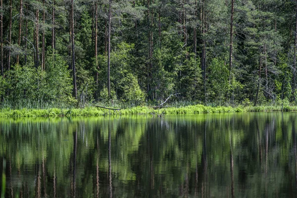 Deep dark forest lake with reflections of trees and green foliag — Stock Photo, Image