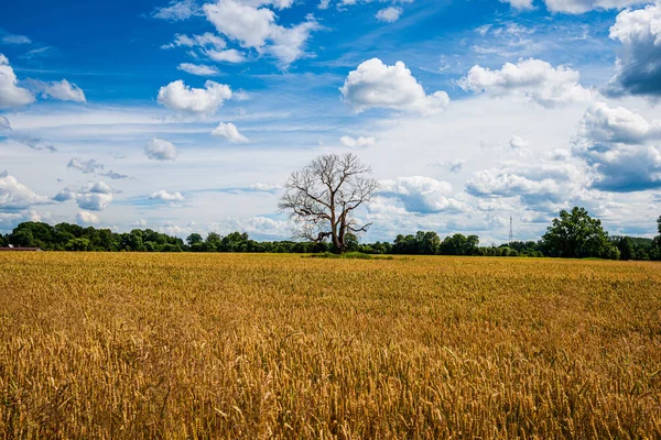 Céu azul com nuvens brancas sobre paisagem rural — Fotografia de Stock