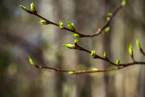 Frische grüne Sommer Frühling Laub strukturierten Hintergrund mit Unschärfe — Stockfoto