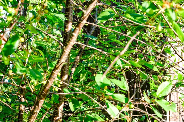 Fresco verde estate primavera fogliame strutturato sfondo con sfocatura — Foto Stock