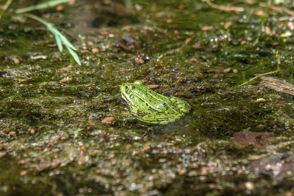 Rana verde letona descansando al sol en un lago en la superficie del agua. Pe —  Fotos de Stock