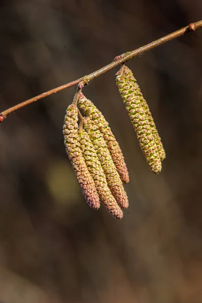 Sonbahar doğada eski kuru bitki örtüsü dokusu — Stok fotoğraf