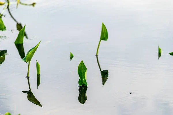 Сухие старые согнутые травы в воде текстуры — стоковое фото
