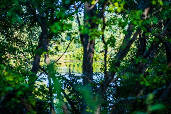 Sommersonne beleuchtete grüne Waldpark zur Entspannung — Stockfoto