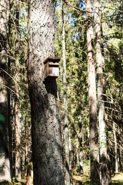 Sommarsolen lyser grönskogs Park för relaxering — Stockfoto