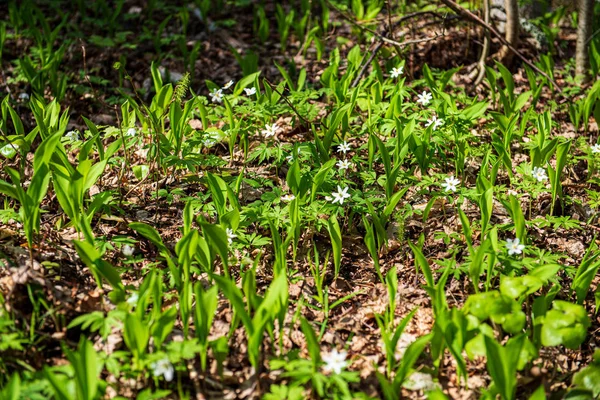 Folhas verdes frescas com fundo borrão no sol da primavera — Fotografia de Stock