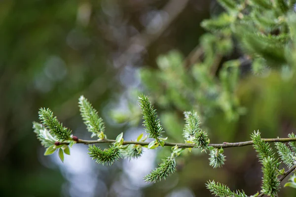 Friss zöld levelek életlenítési háttérrel, tavasszal v. — Stock Fotó
