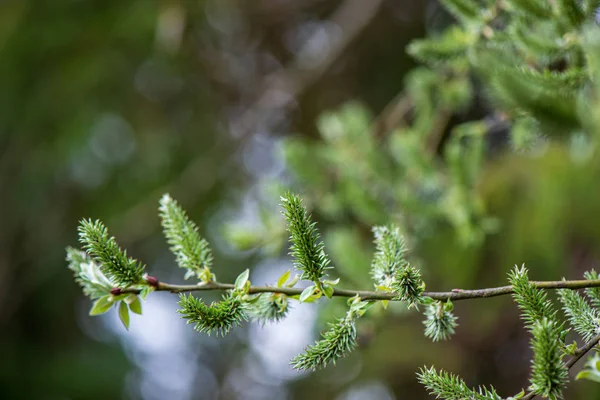 Folhas verdes frescas com fundo borrão no sol da primavera — Fotografia de Stock