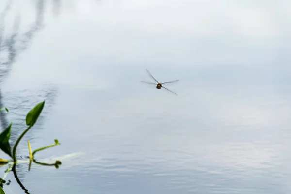 Vieille herbe sèche courbée dans la texture de l'eau — Photo