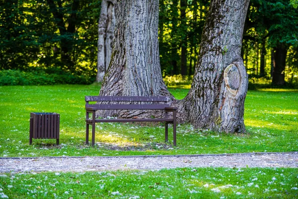 Sol de verão iluminado parque florestal verde para relaxamento — Fotografia de Stock