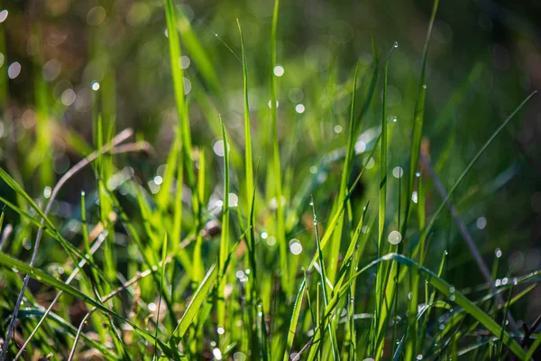 Hojas verdes frescas con fondo borroso en el sol de primavera —  Fotos de Stock