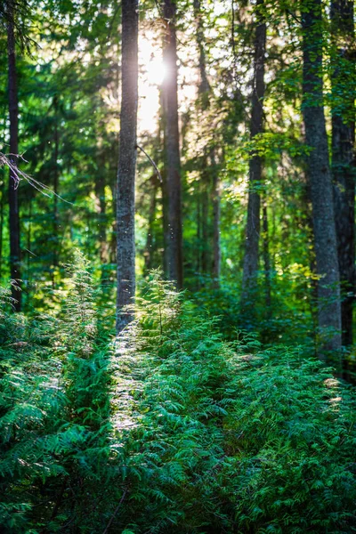 Verano sol iluminado verde bosque parque para la relajación —  Fotos de Stock