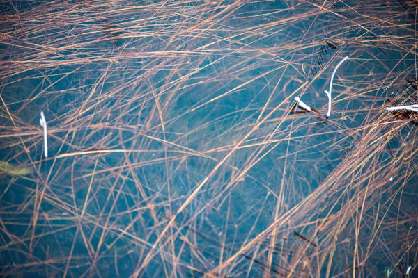 Secar viejas inclinaciones de la hierba en textura del agua —  Fotos de Stock