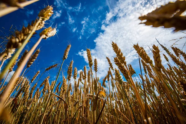 Ciel bleu avec nuages blancs au-dessus du paysage rural — Photo