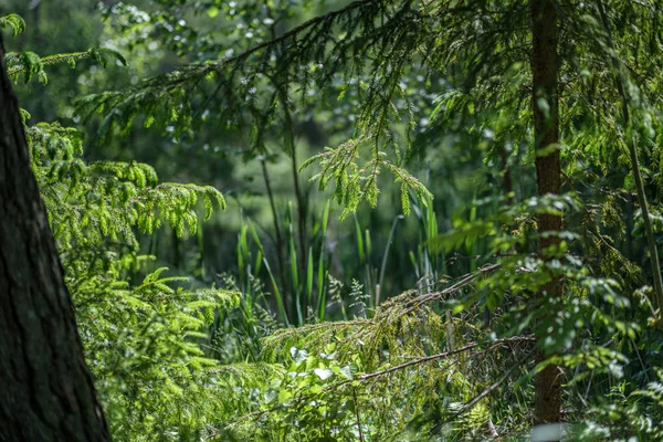 Fresco verde verano primavera follaje texturizado fondo con desenfoque —  Fotos de Stock