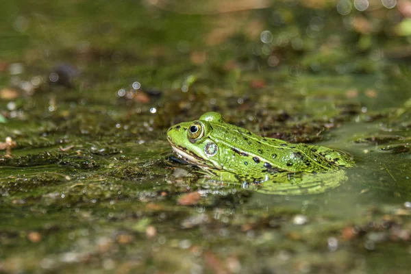 Lotyšská zelená Žabka odpočívá na slunci v jezeře na hladině. Pe — Stock fotografie