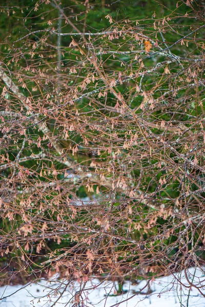 Textura velha vegetação seca no outono natureza — Fotografia de Stock