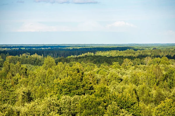 Zomer zon verlicht Green Forest Park voor relaxsatie — Stockfoto