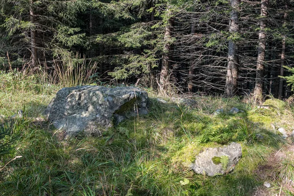 Zomer zon verlicht Green Forest Park voor relaxsatie — Stockfoto