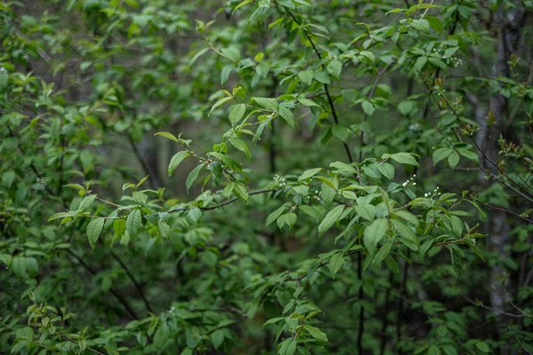 Bulanıklık ile taze yeşil yaz bahar yaprakları dokulu arka plan — Stok fotoğraf