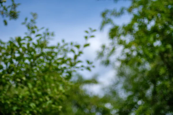 Fresco verde verão primavera folhagem texturizado fundo com borrão — Fotografia de Stock