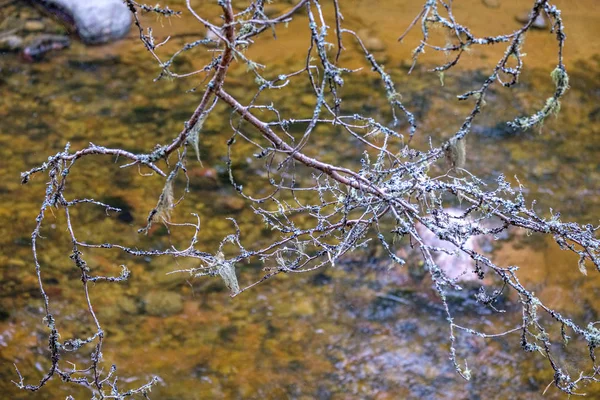 Droog oud gras Benten in water textuur — Stockfoto