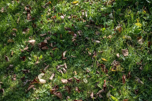 Fresco verde verão primavera folhagem texturizado fundo com borrão — Fotografia de Stock