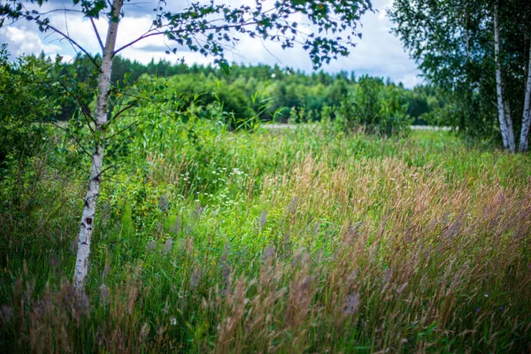 Été éclairé par le soleil parc forestier vert pour la détente — Photo