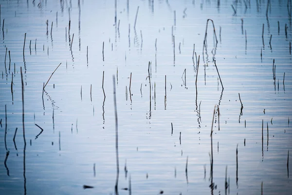 Secar velhas aberturas de grama na textura da água — Fotografia de Stock