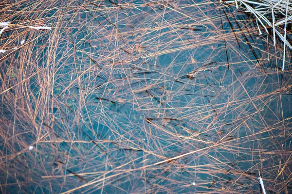 Dry old grass bents in water texture — Stock Photo, Image