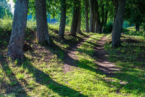 夏の太陽はリラックスのための緑の森林公園を点灯 — ストック写真