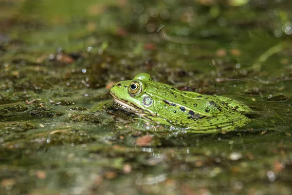 Латвійська зелена жаба відпочиває на сонці в озері на водній поверхні. Pe — стокове фото