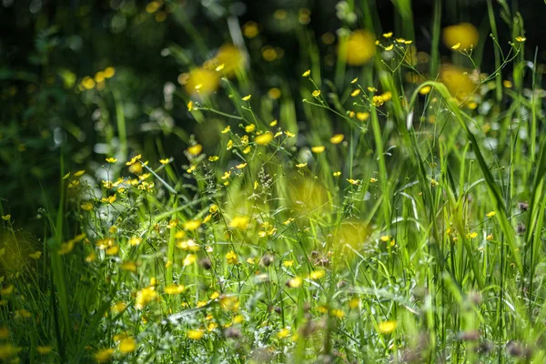 Fresco verde verano primavera follaje texturizado fondo con desenfoque —  Fotos de Stock