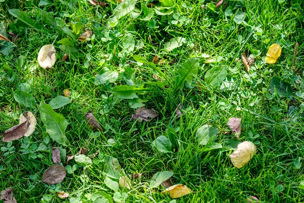 Frische grüne Sommer Frühling Laub strukturierten Hintergrund mit Unschärfe — Stockfoto