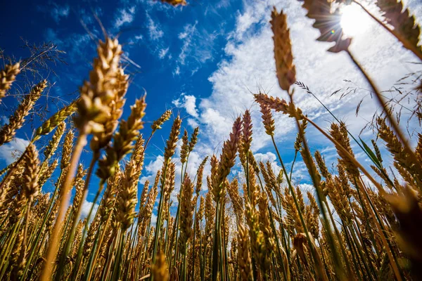 Ciel bleu avec nuages blancs au-dessus du paysage rural — Photo