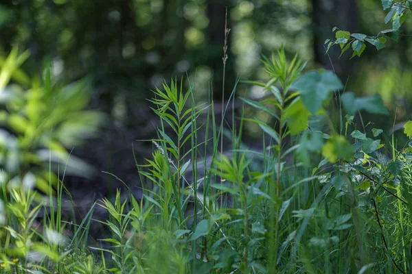 Friss zöld nyári tavaszi lombozat texturált háttér blur — Stock Fotó