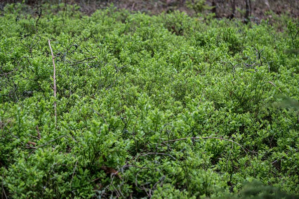 Fresco verde verão primavera folhagem texturizado fundo com borrão — Fotografia de Stock