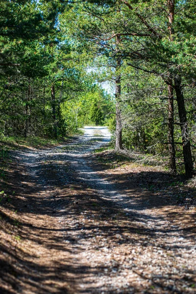 Zomer zon verlicht Green Forest Park voor relaxsatie — Stockfoto