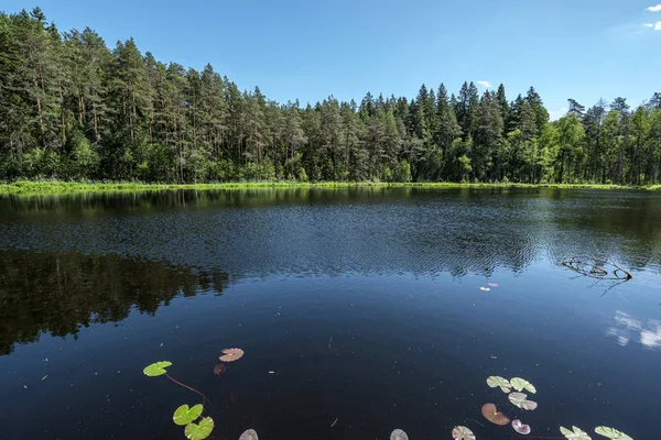深暗森林湖与树木和绿色的树叶的反射 — 图库照片