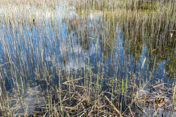 Vieille herbe sèche courbée dans la texture de l'eau — Photo