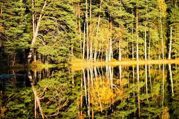 Diep donker bosmeer met reflecties van bomen en groene foliag — Stockfoto