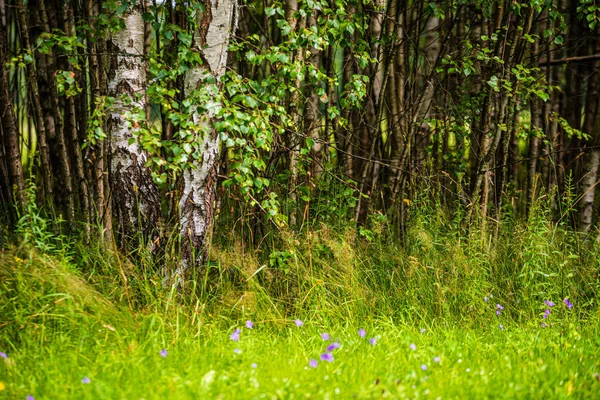 Letní slunce osvětlený zelený lesní park pro zmírnění — Stock fotografie