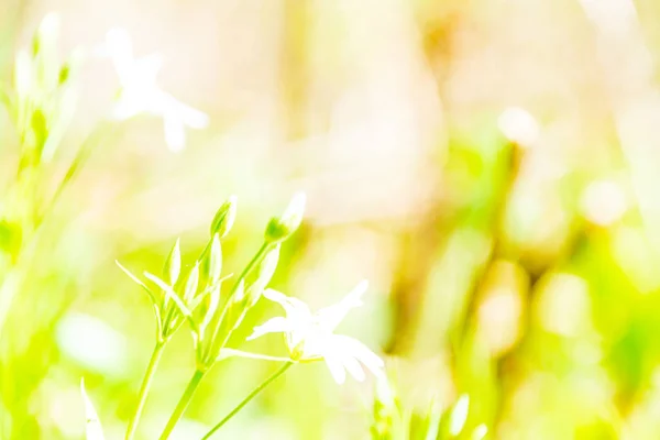 Свежий зеленый летний весенний листва текстурированный фон с размытием — стоковое фото